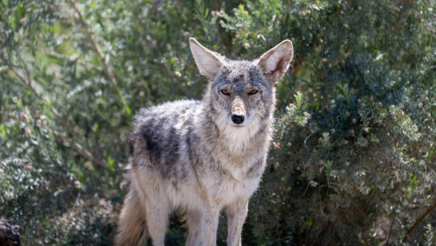 istock Coyote in Death Valley 1419300587