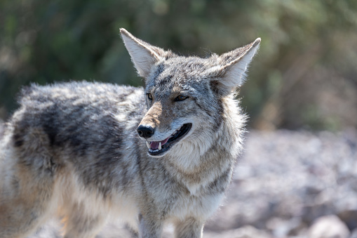 Extreme close-up of a coyote in Death Valley. Seen in the wild in the summer.