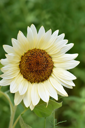 White Nite Sunflower - Latin name - Helianthus annus