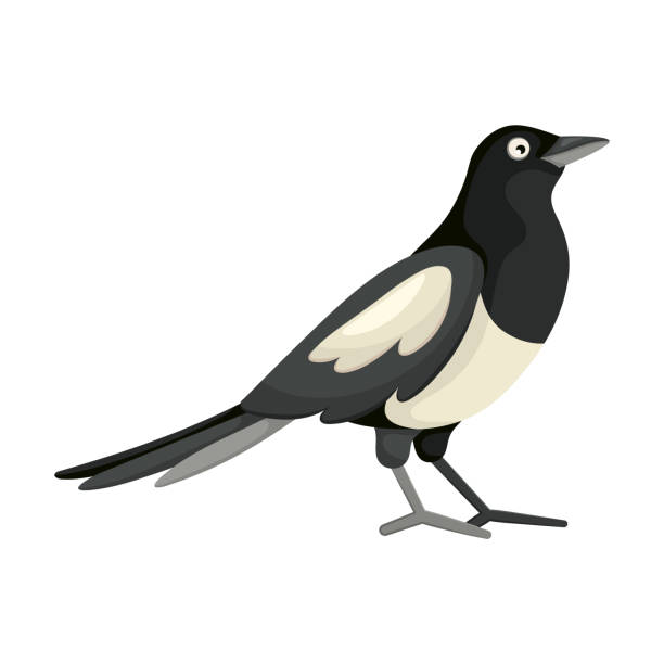 kuvapankkikuvitukset aiheesta sarjakuva mustavalkoinen harakka tasaiseen tyyliin. kuva opetuslasten kirjaan ja ornitologiseen tietosanakirjaan. yhteinen eurooppalainen lintu. yksinkertainen kuvake. söpö värikäs lintu. eristetty suunnitteluelementti - alternative pose