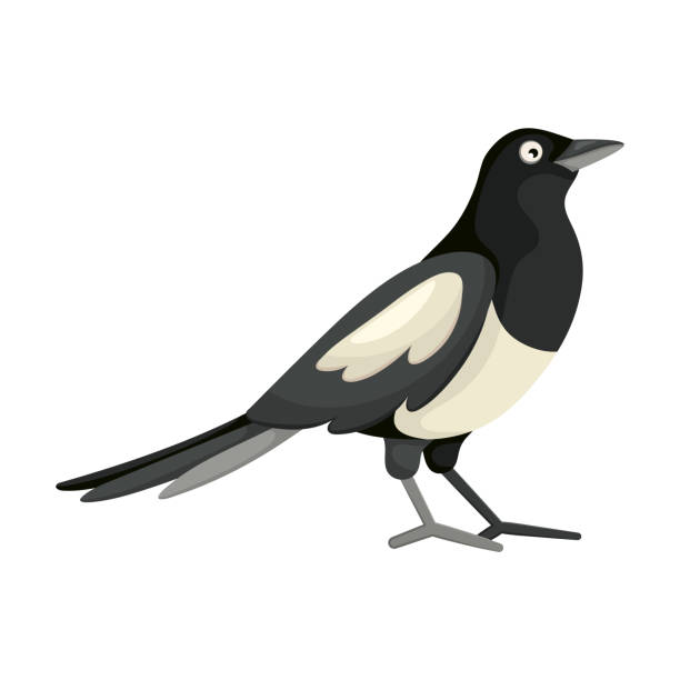 ilustrações, clipart, desenhos animados e ícones de desenho animado preto e branco magpie em estilo plano. foto para livro infantil educativo e enciclopédia ornitológica. pássaro europeu comum. ícone simples. pássaro colorido bonito. elemento de design isolado - pega rabuda