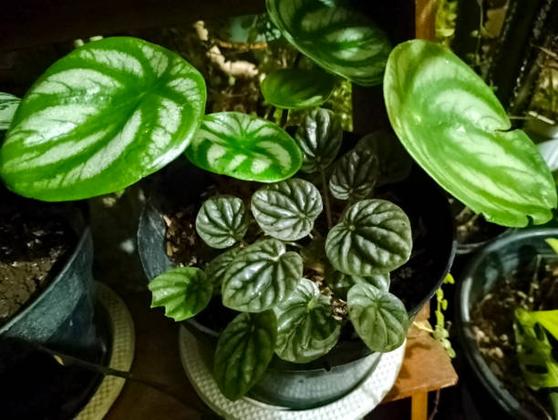 istock Two types of peperomia plants all in  one black pot 1419307965