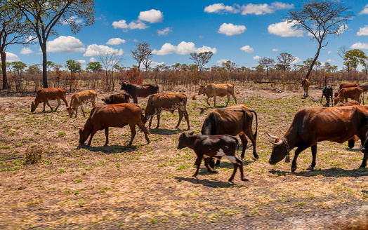 small scale farming, african entrepreneurs, cows grazing in the bush