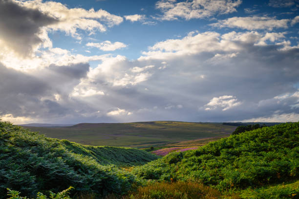 istock Valley of ferns on the moors 1419309878
