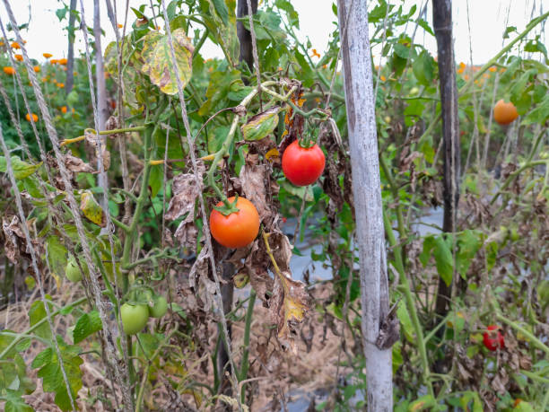 istock SMALL ORGANIC TOMATOES GROWN IN FARM. 1419309923