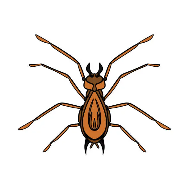 Vector illustration of Hand drawn doodle spider