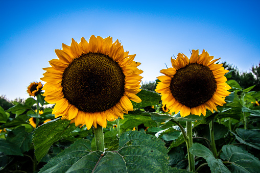 Sunflower head In sunflower fields Helianthus annuus in an end of summer landscape photography (part of a series) creativity and art in nature with natural background and golden hour lighting