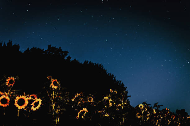 Photo of Beautiful Sunflowers at night under a starry sky (Ursa Major) nature landscape (Helianthus annuus) growing in sunflower field