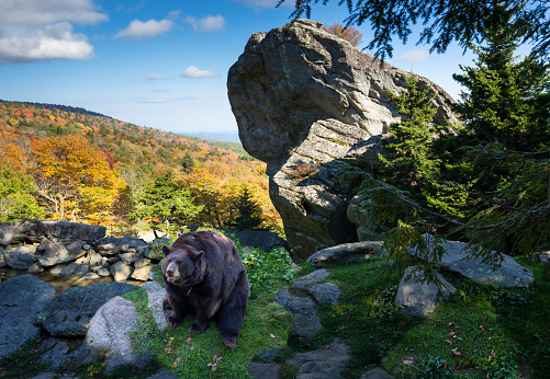 The American Black Bear in the Wildlife Habitat at Grandfather Mountain State Park in autumn. North Carolina,USA.