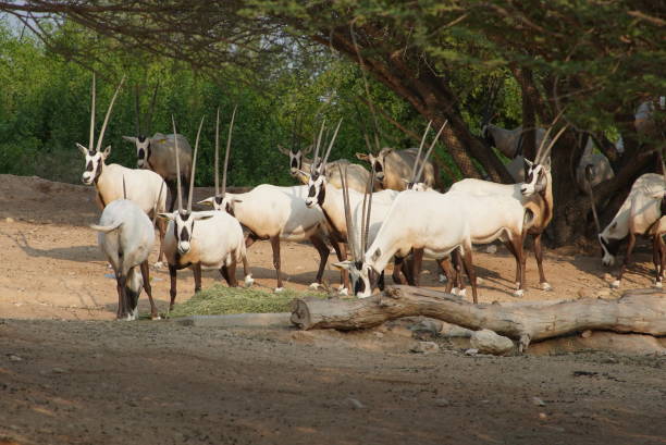 oryxes - arabian oryx - fotografias e filmes do acervo