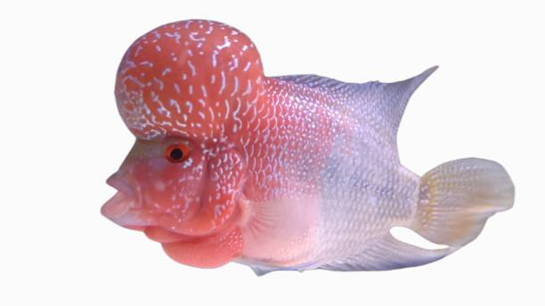 istock Flowerhorn cichlid male 1419313245