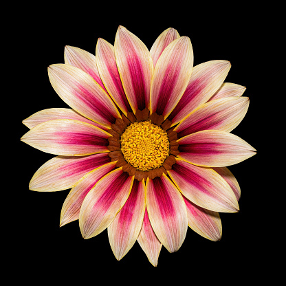Beautiful pink-white blooming Gazania flower with yellow pollen isolated on black background.  Close-up studio photography.