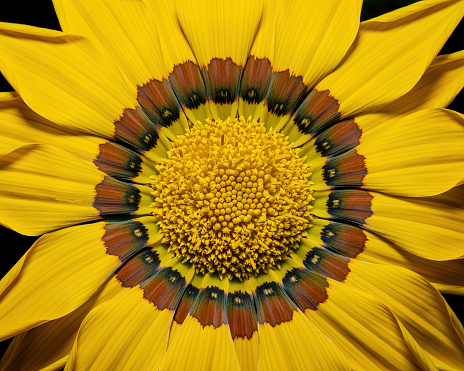 Beautiful yellow blooming Gerbera, pollen, stamen and pistil, studio close-up photography.