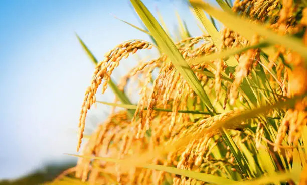 Paddy field landscape with ripening crops in autumn sunlight and yellow rice ears and rice bountiful harvest concept