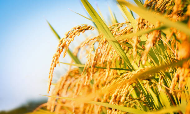 paisagem de campo paddy com culturas de amadurecimento na luz do sol de outono e orelhas de arroz amarelo e arroz - grain ear - fotografias e filmes do acervo