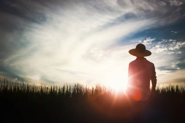 Autumn rice field landscape with ripening grain, farmer and sunset background Rice, wheat and barley grains ripening in autumn rice field and field landscape and farmer and sunset field background country road road corn crop farm stock pictures, royalty-free photos & images