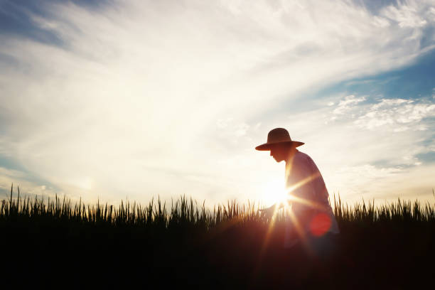 paisaje de campo de arroz de otoño con grano en maduración, agricultor y fondo de puesta de sol - farm worker fotografías e imágenes de stock