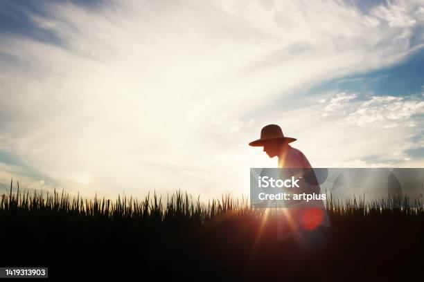 熟成穀物、農家、日没の背景を持つ秋の田んぼの風景