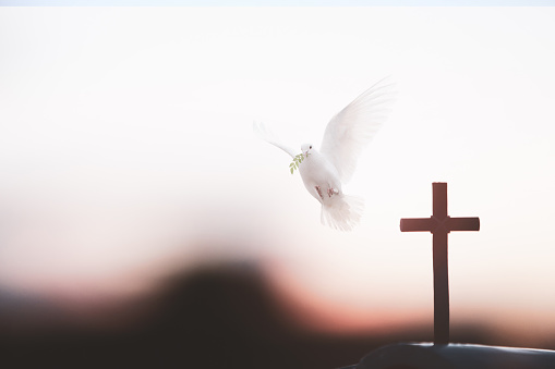 Holy Cross of Jesus Christ and white dove and sunset