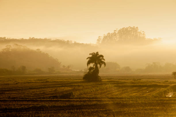View of a lone tree with mountains in the background at dawn in brazil