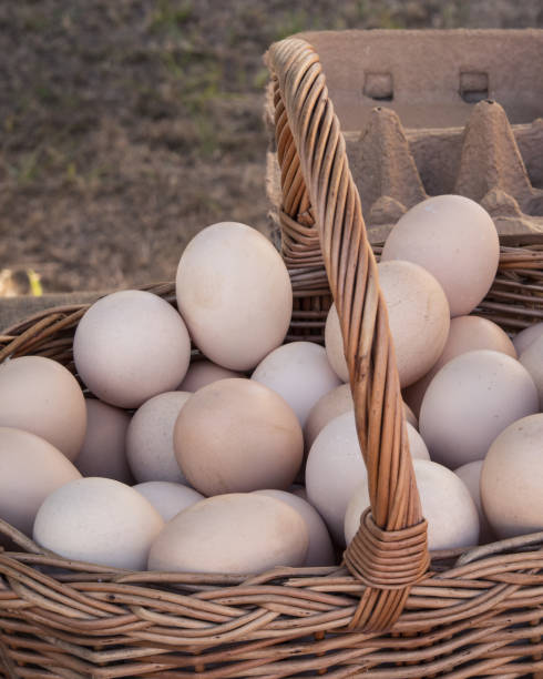istock Fresh Ixworth hens eggs in a wicker basket 1419314482