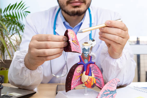 un médecin de sexe masculin regarde le poumon modèle anatomique dans la salle de clinique. travailler comme médecin pendant le concept de pandémie de covid 19. - modèle anatomique photos et images de collection