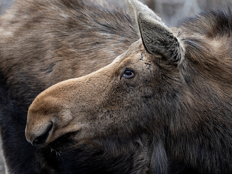 Headshot of a moose in Algonquin park in April.