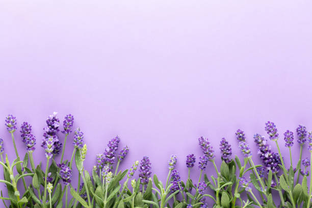 istock Flowers composition, frame made of lavender flowers on pastel background. 1419315329
