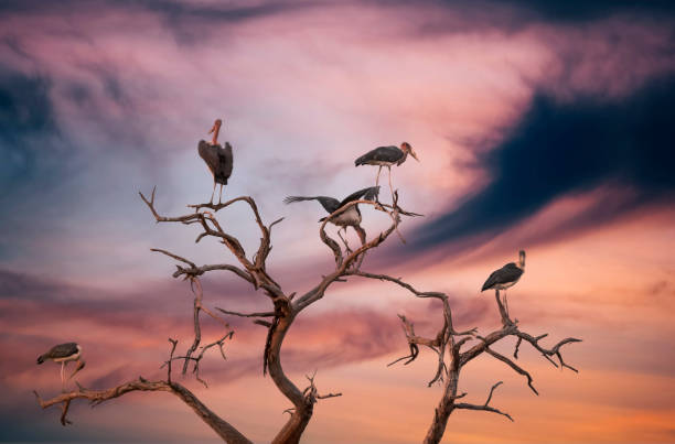 marabu stork marabu stork in a tree at sunset, in Okavango delta marabu stork stock pictures, royalty-free photos & images