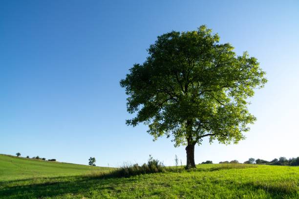 istock Abandoned walnut or cherry tree on meadow in nature. 1419315829