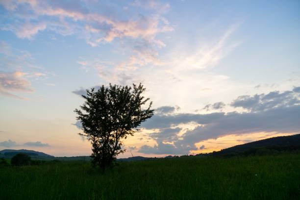 istock Abandoned walnut or cherry tree on meadow in nature. 1419316095
