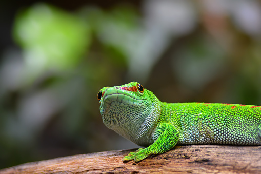 Northern caiman lizard seen from the side