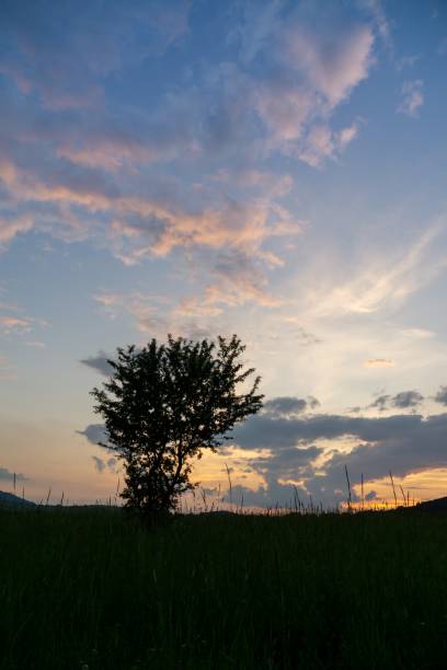 istock Abandoned walnut or cherry tree on meadow in nature. 1419316263