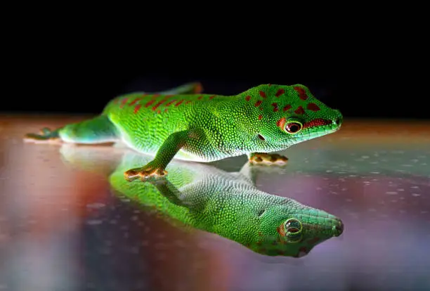 close-up of a madagascar giant day gecko (Phelsuma madagascariensis grandis) mirrored in a glass pane
