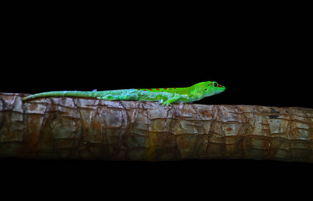 gecko gigante del día de madagascar - nocturnal animal fotografías e imágenes de stock