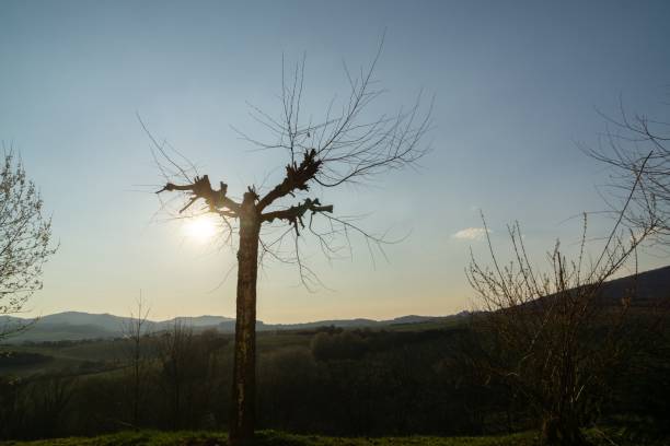 noyer ou cerisier abandonné sur prairie dans la nature. - cherry tree morning sunlight sunny photos et images de collection