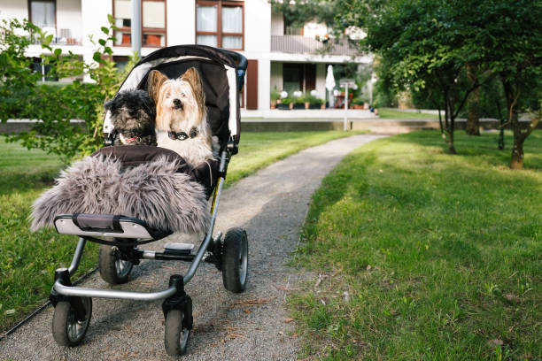 istock disabled dogs in a Baby Carriage 1419316775