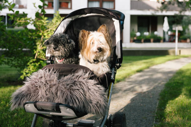 istock disabled dogs in a Baby Carriage 1419316867