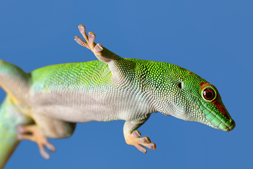 close-up of a madagascar giant day gecko (Phelsuma madagascariensis grandis) isolated on blue sky background