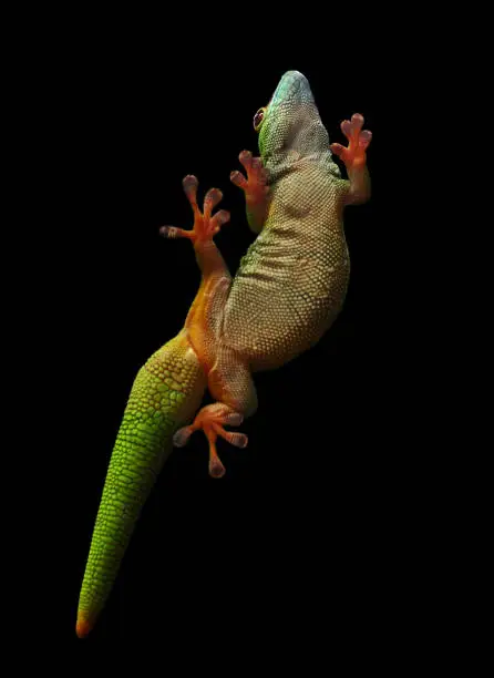 close-up of a madagascar giant day gecko (Phelsuma madagascariensis grandis) seen from below isolated on black background