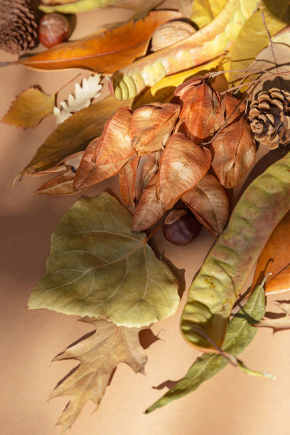 istock Creative autumn composition made of dried leaves, cones, walnuts and chestnuts on pastel background with sunlit and shadows. Fall nature concept.  Top view. Flat lay 1419317700