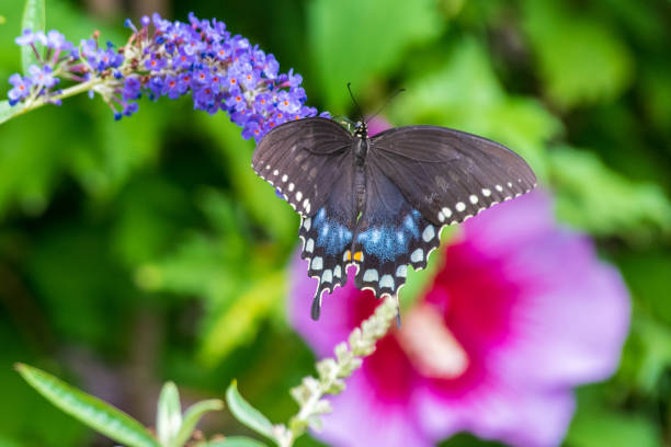 istock Black swallowtail butterfly on flowers 1419318325