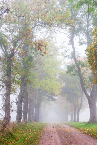 istock Tree lined gravel road in autumn mist 1419319037