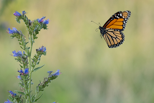 Newly eclosed monarch butterfly resting on a zinnia