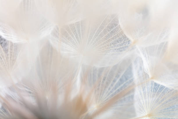 istock Abstract dandelion macro flower background. Seed macro closeup. Soft focus 1419322994