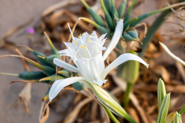 pancratium maritimum, цветение дикорастущих растений, белый цветок, песчаный пляжный фон. - морская лилия стоковые фото и изображения