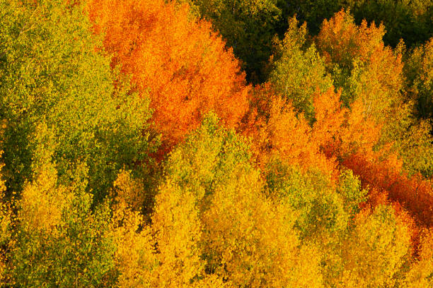 Fall colors in the Santa Fe National Forest