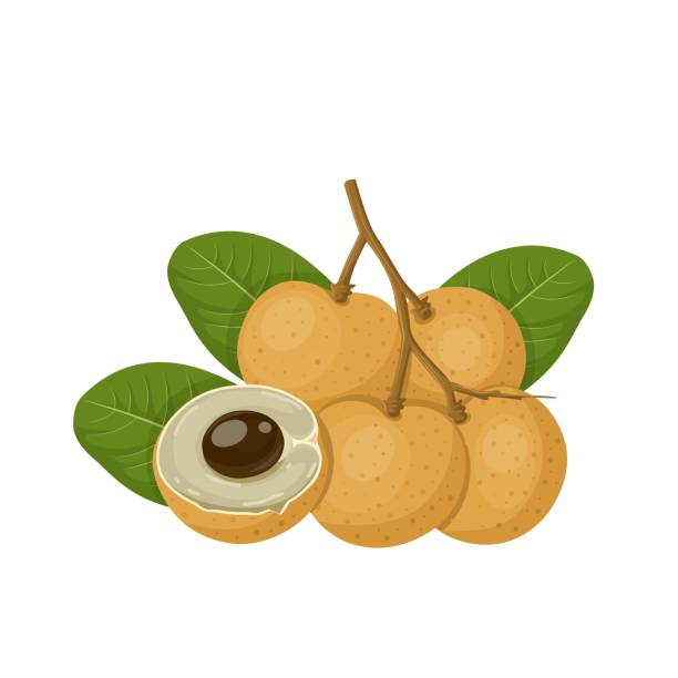 Longan fruit Vector illustration, longan fruit whole and in half, with green leaves, isolated on a white background. longan stock illustrations
