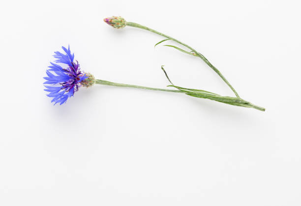 istock Alternative Medicine. Centaurea cyanus, Cornflower Herb capsule, Nutritional Supplement. 1419328960
