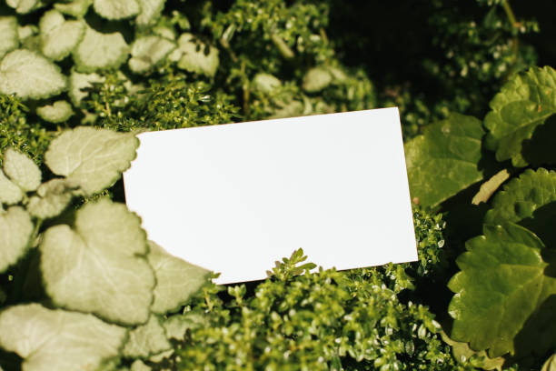 istock Flat card on leaves outside for web background design. White isolated background. Abstract landscape background. Happy holiday. Web banner template. Natural beauty. 1419329156